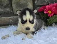 Sadie, a female Alaskan Husky for sale in Grabill, IN – 3 of 4