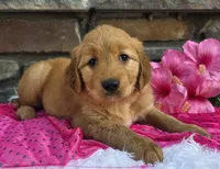 Lexi, a female Golden Retriever for sale in Grabill, IN – 2 of 4