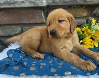 Logan, a male Golden Retriever for sale in Grabill, IN – 4 of 4