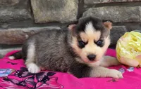 Sandy, a female Alaskan Husky for sale in Grabill, IN – 4 of 4