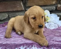 Rena , a female Golden Retriever for sale in Grabill, IN – 4 of 4