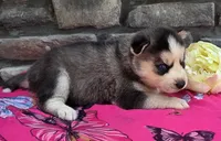 Sandy, a female Alaskan Husky for sale in Grabill, IN – 2 of 4