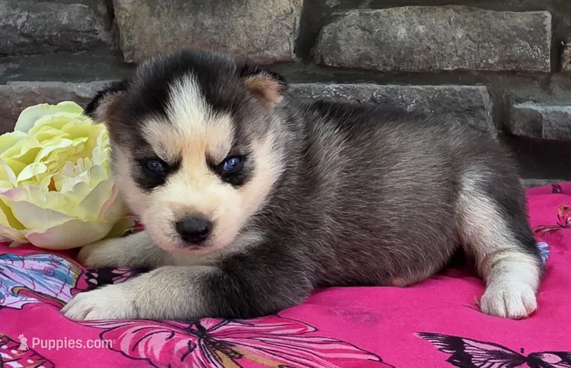 Sandy – Alaskan Husky puppy for sale in Grabill, IN