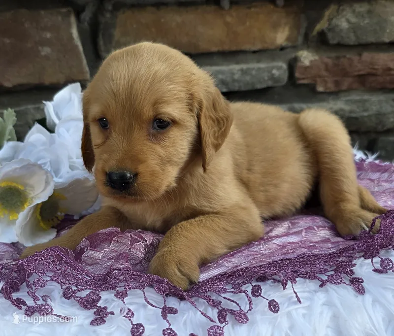 Rena  – Golden Retriever puppy for sale in Grabill, IN