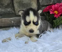 Sadie, a female Alaskan Husky for sale in Grabill, IN – 4 of 4