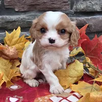 Peyton, a male Cavalier King Charles Spaniel for sale in Grabill, IN – Photo 1 of 3