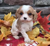 Peyton, a male Cavalier King Charles Spaniel for sale in Grabill, IN – Photo 1 of 3