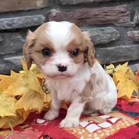 Peyton, a male Cavalier King Charles Spaniel for sale in Grabill, IN – Photo 2 of 3