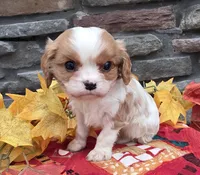 Peyton, a male Cavalier King Charles Spaniel for sale in Grabill, IN – Photo 2 of 3