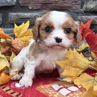 Peyton, a male Cavalier King Charles Spaniel for sale in Grabill, IN – Photo 3 of 3
