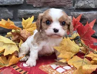 Peyton, a male Cavalier King Charles Spaniel for sale in Grabill, IN – Photo 3 of 3