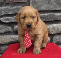 Tucker, a male Golden Retriever for sale in Grabill, IN – Photo 3 of 4