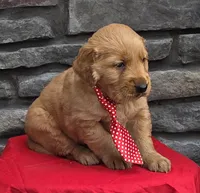 Tucker, a male Golden Retriever for sale in Grabill, IN – Photo 4 of 4