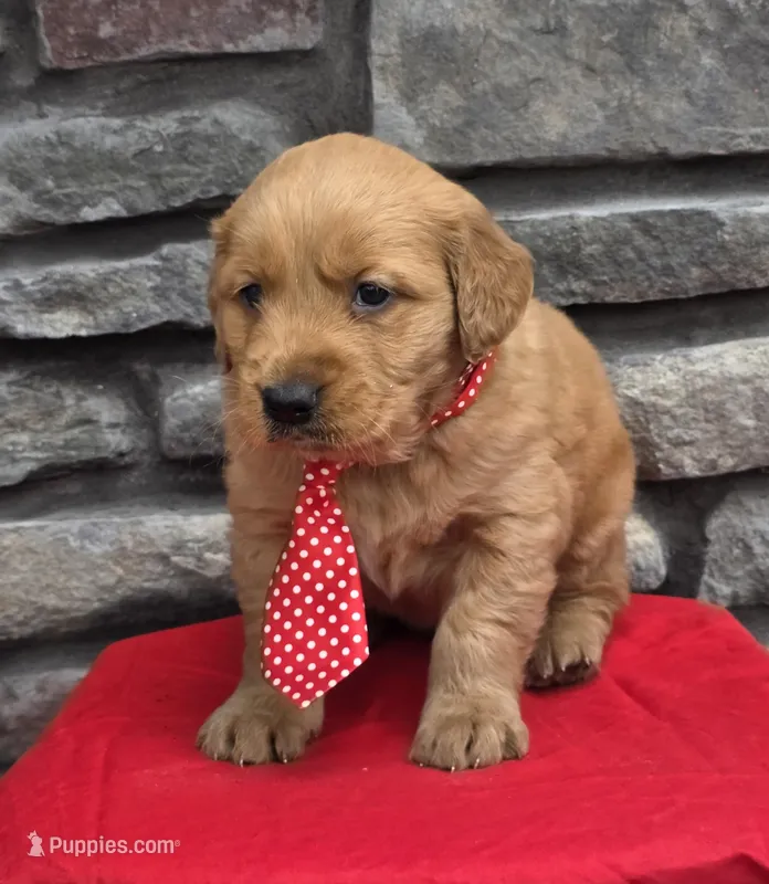 Tucker – Golden Retriever puppy for sale in Grabill, IN