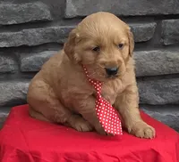 Tucker, a male Golden Retriever for sale in Grabill, IN – Photo 2 of 4