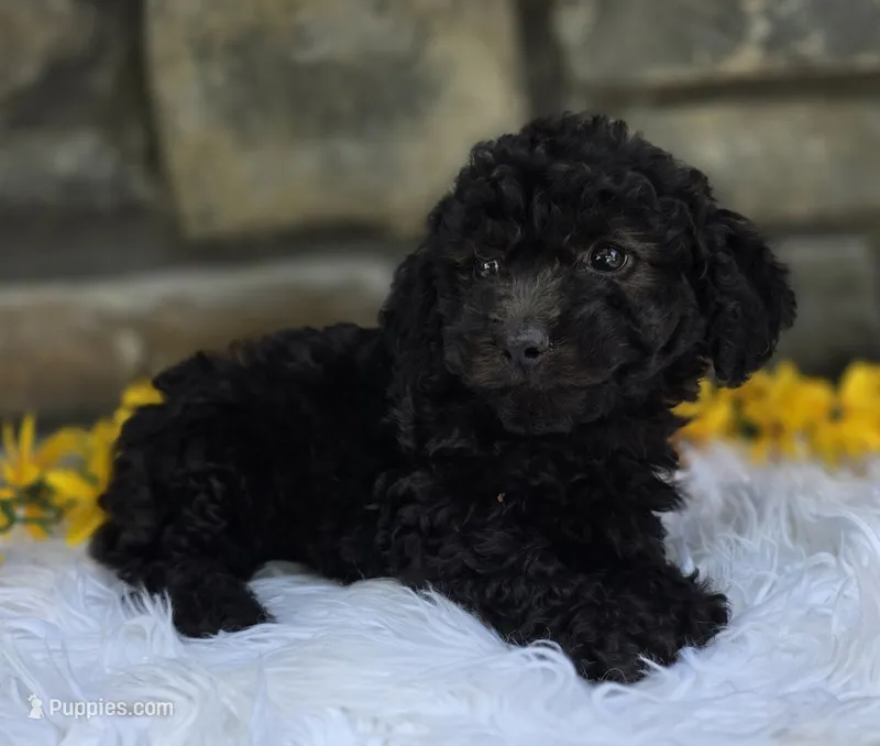 Oliver  – Miniature Goldendoodle puppy for sale in Grabill, IN