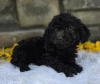 Oliver , a male Miniature Goldendoodle for sale in Grabill, IN – 1 of 4