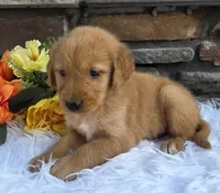 Rocky, a male Golden Retriever for sale in Grabill, IN – 4 of 4