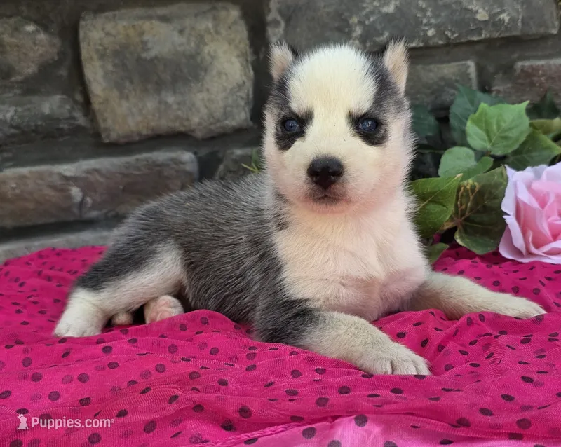 Sally – Alaskan Husky puppy for sale in Grabill, IN