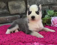 Sally, a female Alaskan Husky for sale in Grabill, IN – 1 of 4