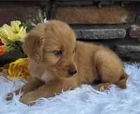 Rocky, a male Golden Retriever for sale in Grabill, IN – 2 of 4