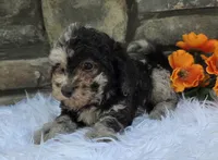 Oscar , a male Miniature Goldendoodle for sale in Grabill, IN – 4 of 4