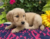 Samba, a male Golden Retriever for sale in Grabill, IN – Photo 1 of 4
