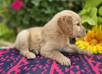 Samba, a male Golden Retriever for sale in Grabill, IN – Photo 4 of 4