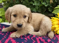Samba, a male Golden Retriever for sale in Grabill, IN – Photo 2 of 4