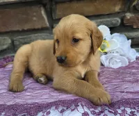 Rena , a female Golden Retriever for sale in Grabill, IN – 3 of 4