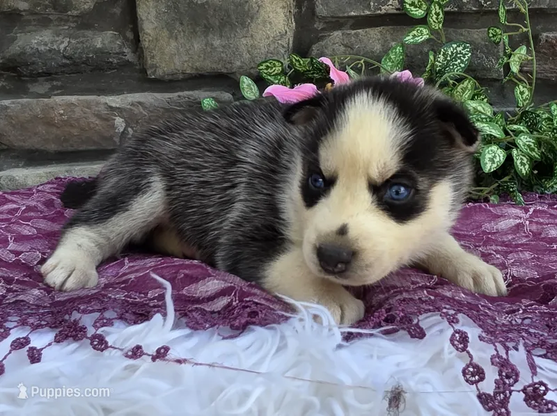 Savannah  – Alaskan Husky puppy for sale in Grabill, IN