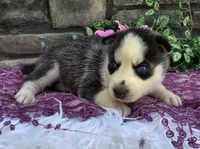 Savannah , a female Alaskan Husky for sale in Grabill, IN – 1 of 4