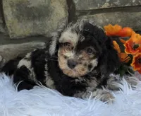 Oscar , a male Miniature Goldendoodle for sale in Grabill, IN – 3 of 4
