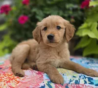 Sunshine, a female Golden Retriever for sale in Grabill, IN – Photo 1 of 4
