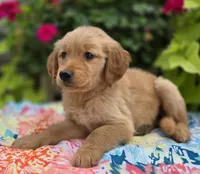 Sunshine, a female Golden Retriever for sale in Grabill, IN – Photo 3 of 4