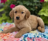 Sunshine, a female Golden Retriever for sale in Grabill, IN – Photo 2 of 4