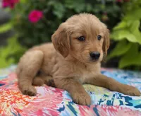 Sunshine, a female Golden Retriever for sale in Grabill, IN – Photo 4 of 4