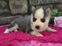 Sally, a female Alaskan Husky for sale in Grabill, IN – 4 of 4