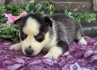 Savannah , a female Alaskan Husky for sale in Grabill, IN – 2 of 4