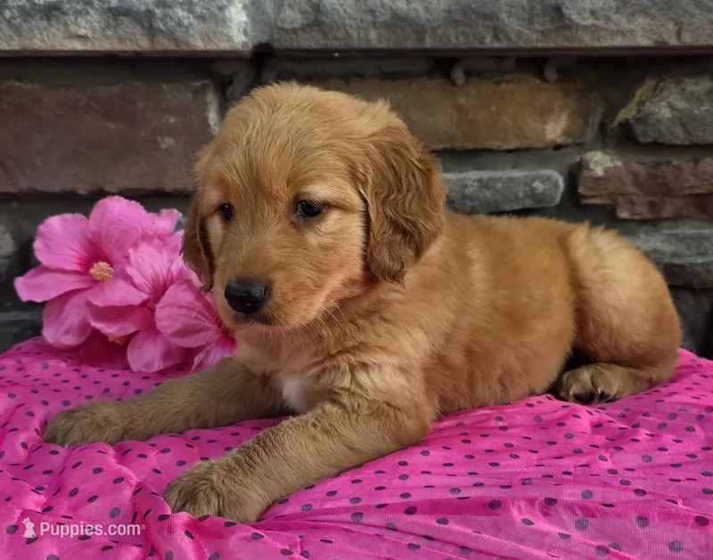 Lexi – Golden Retriever puppy for sale in Grabill, IN