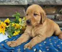 Logan, a male Golden Retriever for sale in Grabill, IN – 3 of 4