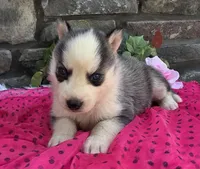 Sally, a female Alaskan Husky for sale in Grabill, IN – 2 of 4