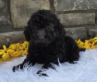 Oliver , a male Miniature Goldendoodle for sale in Grabill, IN – 2 of 4