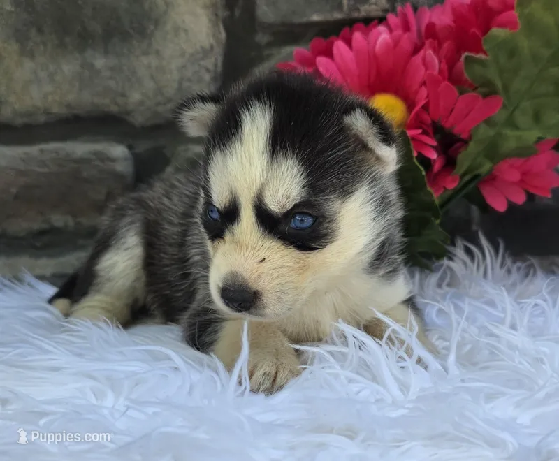 Sadie – Alaskan Husky puppy for sale in Grabill, IN