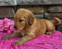 Lexi, a female Golden Retriever for sale in Grabill, IN – 3 of 4