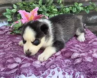 Savannah , a female Alaskan Husky for sale in Grabill, IN – 3 of 4