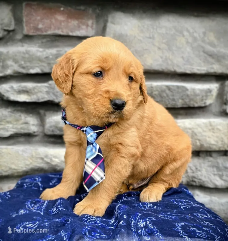Tinker, a male Golden Retriever for sale in Grabill, IN – Photo 1 of 4