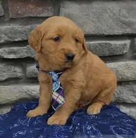 Tinker, a male Golden Retriever for sale in Grabill, IN – Photo 3 of 4