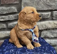 Tinker, a male Golden Retriever for sale in Grabill, IN – Photo 4 of 4
