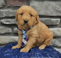 Tinker, a male Golden Retriever for sale in Grabill, IN – Photo 2 of 4